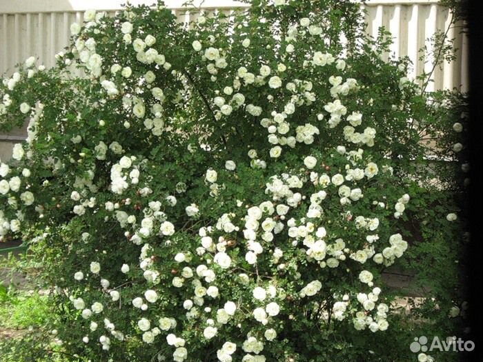 Саженцы рябины, шиповника, туя