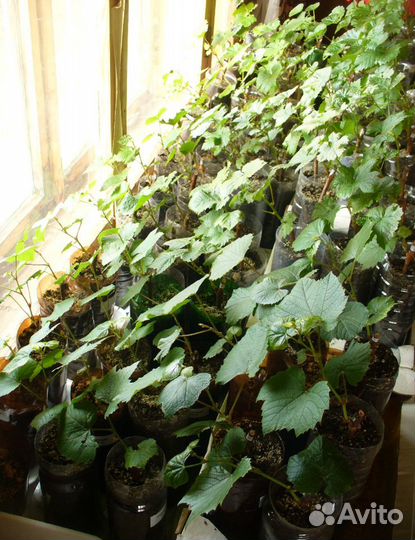 Продам саженцы винограда