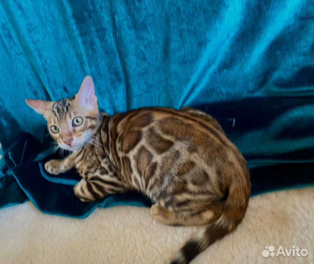 Бенгальский котенок мальчик