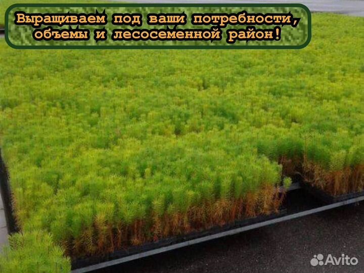 Сеянцы зкс ели и сосны