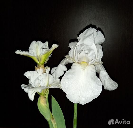 Ирисы бородатые сортовые