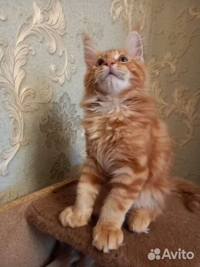 Котята мейн-кун