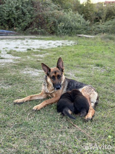 Щенки в добрые руки