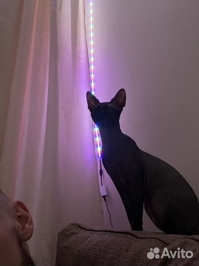 Вязка кошек канадский сфинкс