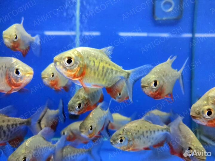 Пиранья Паку Травоядная