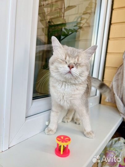 Юная британская кошка Плюша в добрые руки