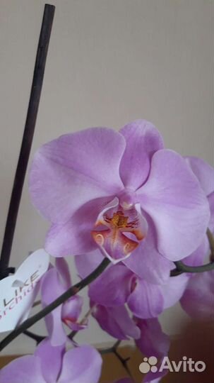 Орхидея фаленопсис