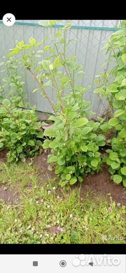 Гортензия древовидная саженцы