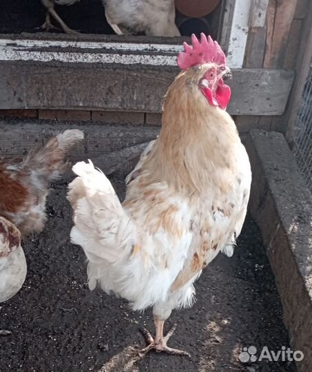 Петухи молодые