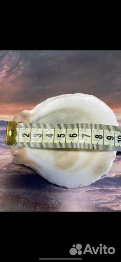 Морские ракушки раковины австралия