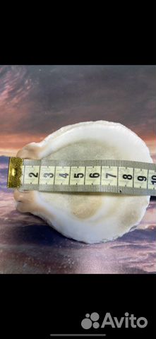 Морские ракушки раковины австралия