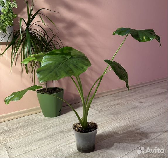 Клубни алоказий