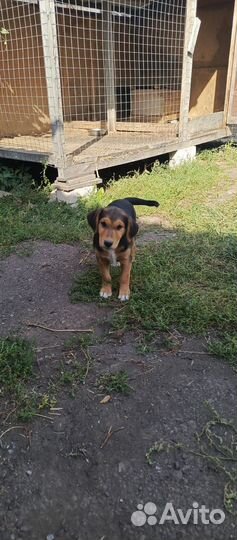 Щенок в добрые руки бесплатно девочка