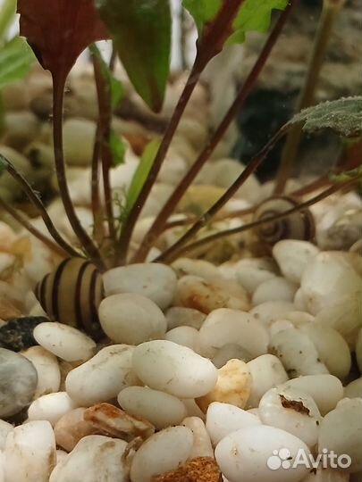 Улитка ампулярия