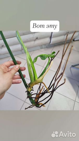 Филодендрон краснеющий