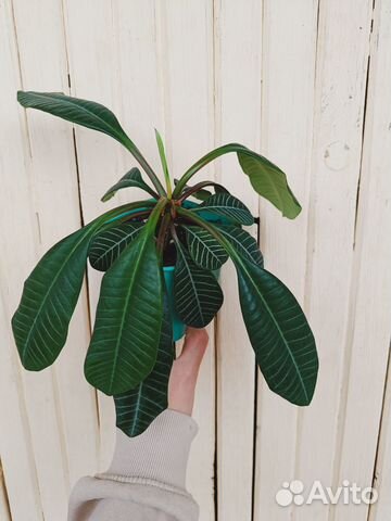 Молочай беложильчатый