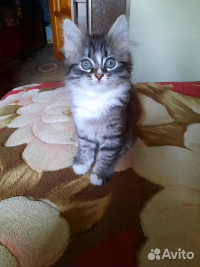 Кошка в дар