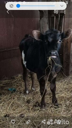 Бычок и тёлочка 5 и 4 месяца
