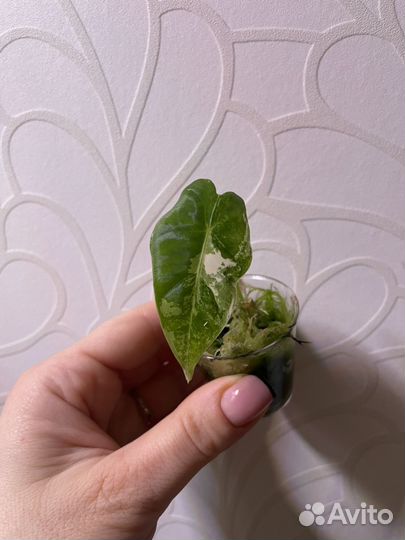 Алоказия Фрайдек вариегатная