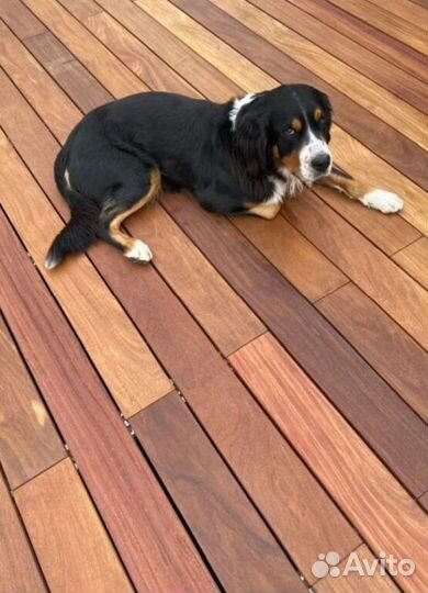 Планкен меранти PLM-9015