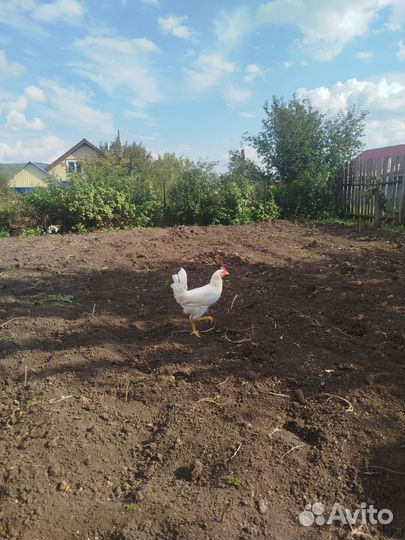 Петушки молодые