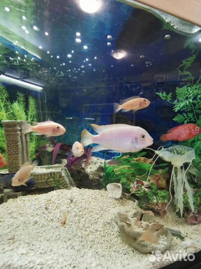 Чистка аквариумов, оформление и ремонт светильник