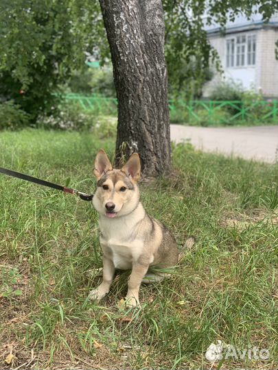 Метис