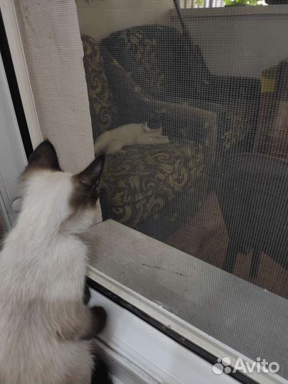 Красивая и умная кошечка в добрые руки