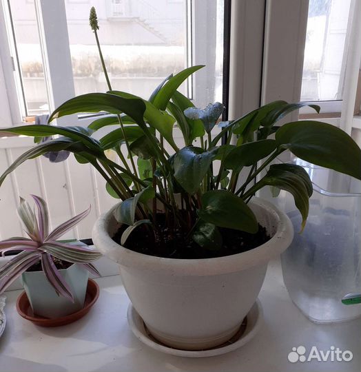 Спатифиллум