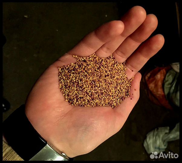 Клевер Розовый Гибридный, семена оптом