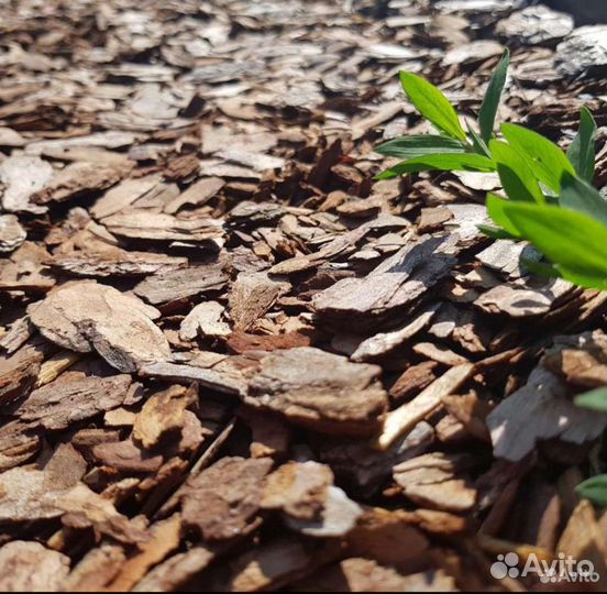 Кора лиственницы