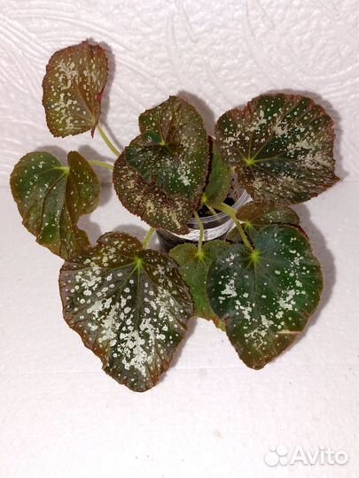 Бегонии сортовые