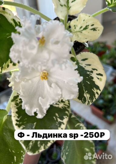 Фиалки -20, 50 сортов -варианты,слив цветущих