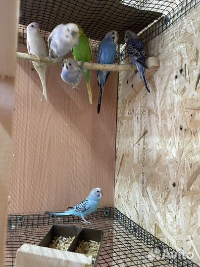 Попугай с клеткой продам