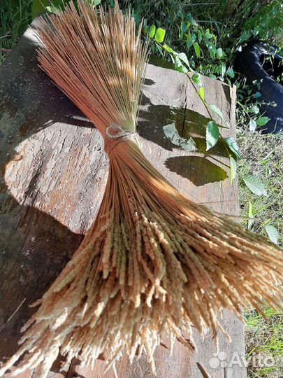 Колосок полевой