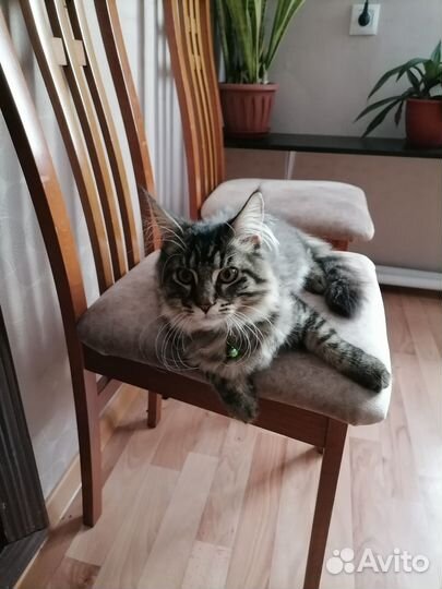 Котята мейкуны