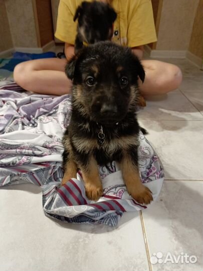 Щенки немецкой овчарки - девочки