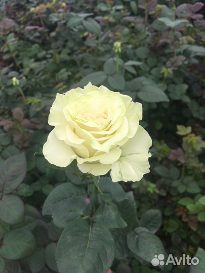 Саженцы роз зрк в горшках