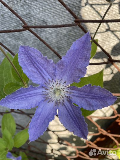 Садовые многолетние цветы