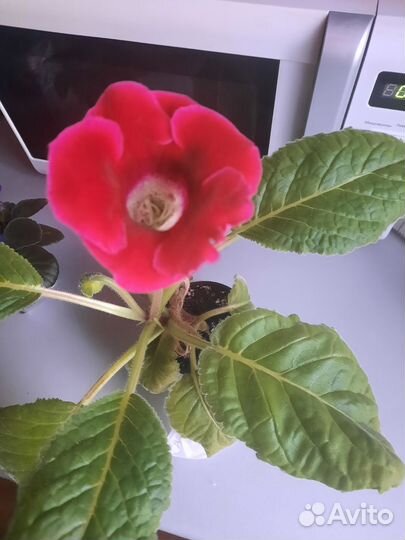 Глоксиния цветущая