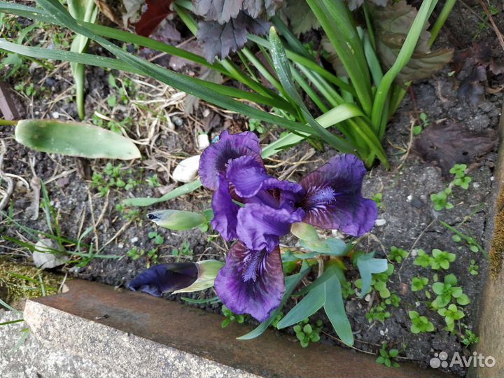 Ирисы карликовые
