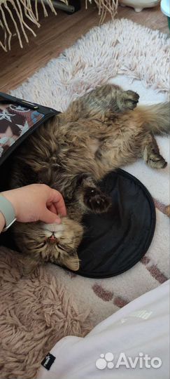 Кошки в добрые руки