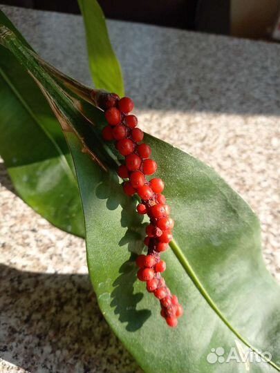 Комнатные цветы