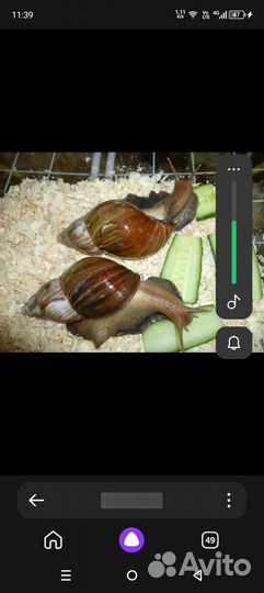 Улитки ахатины