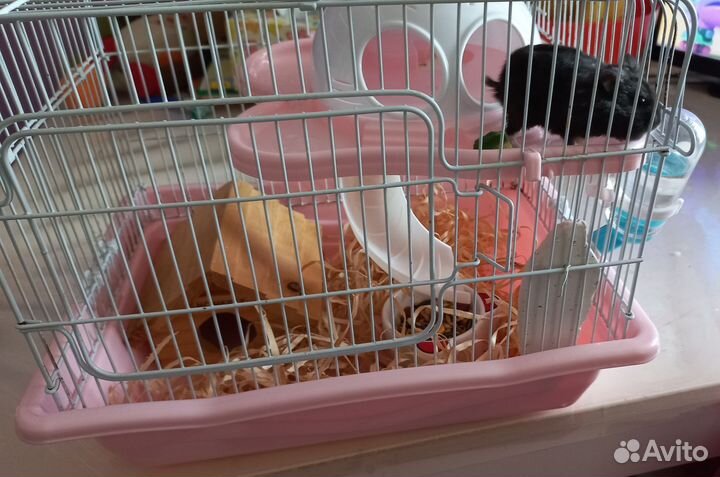 Хомячок с клеткой