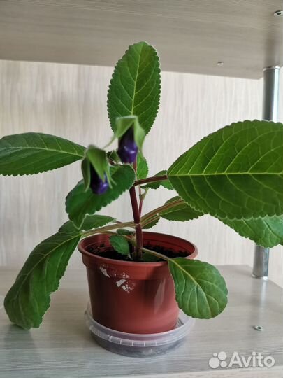 Тидея Глоксиния