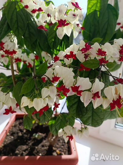 Клеродендрум Томсона