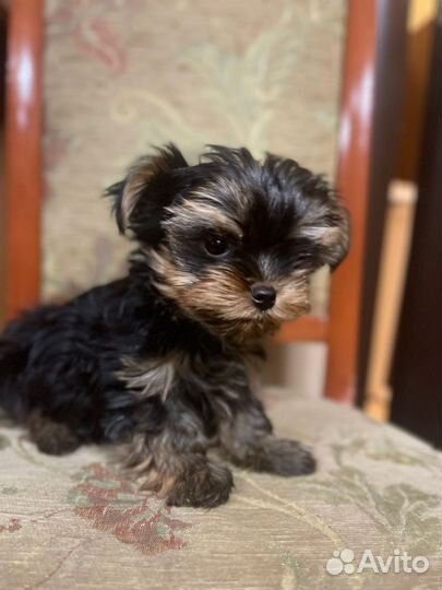 Йоркширский терьер мини беби фейс щенки
