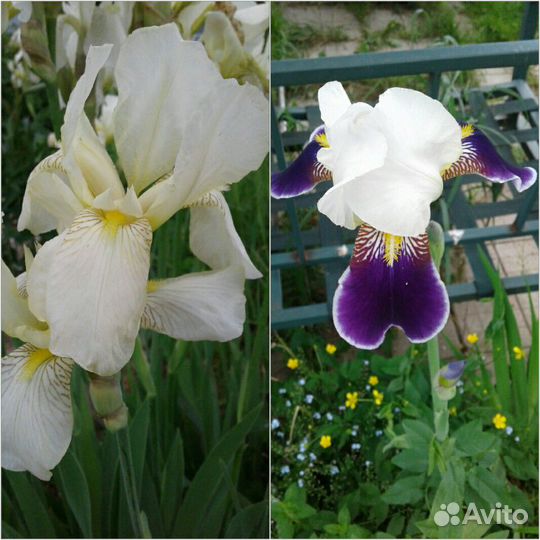 Многолетники из собственного сада 1