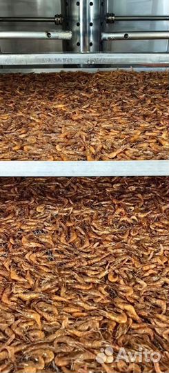 Креветка азовская